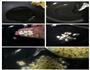 笋丁腊肠炒青豆的做法图解4