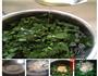 菠菜饼的做法图解4