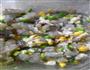 水晶虾饺的做法图解6