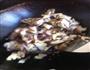 素烧茄子的做法图解6