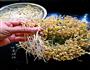 自己发豆芽的做法图解15