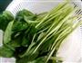 白灼芥兰的做法图解1