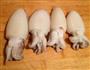 洋葱炒目鱼仔的做法图解2