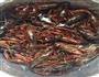 麻辣小龙虾的做法图解1