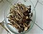 炒茶树菇的做法图解1