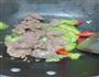 苦瓜炒牛肉的做法图解9