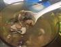 海参香菇鸡汤的做法图解8