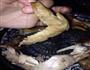 烤鸡的做法图解5