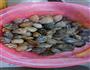 口味花蛤的做法图解1