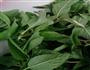 薄荷煎饼的做法图解1