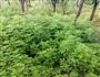 艾草面的做法图解1