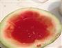 西瓜果冻的做法图解8