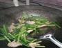 蒜苔炒前上肉的做法图解5