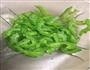 凉拌苦瓜的做法图解5