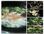 记忆中的青菜汤饭的做法图解3