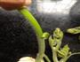 素食-蒜瓣南瓜苗的做法图解4