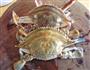 倒立蒸梭子蟹的做法图解1