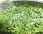 鲜香芹菜饺子馅儿 不放味精、鸡精一样香爆的做法图解1