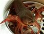 超简单的秘制小龙虾的做法图解2