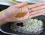 自制猪肉松的做法图解19