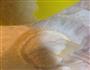 椰蓉奶香包的做法图解6