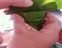 包粽子，详细的做法图解8