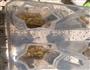 绿豆牛奶冰棒的做法图解2