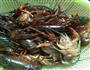 红烧小龙虾的做法图解1