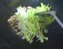 宝宝爱吃-香菇烩大白菜的做法图解4