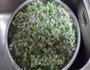 火锅伴侣韭菜花酱的做法图解1