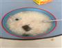 皮蛋瘦肉粥的做法图解1