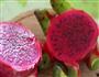 进口红肉火龙果-水果酵素的做法图解3