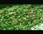 胶东特色槐花咸鱼大包子的做法图解2