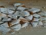 孜然炒馍馍的做法图解1