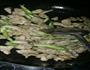 土豆肉片的做法图解6