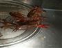 麻辣小龙虾的做法图解1