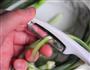 清香翡翠凉丝的做法图解4