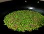原味肉粒青豆的做法图解5