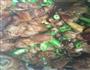 香辣猪蹄的做法图解8