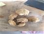 素食养胃京酱猴头菇的做法图解1