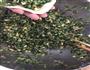 水煎包的做法图解2