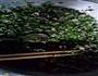 韭菜香菇饺的做法图解2