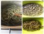 海藻面系列菜谱1-青椒肉丝炒海藻面的做法图解2