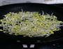 呛拌豆芽的做法图解4