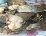 鳕鱼炖冻豆腐的做法图解5