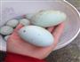 咸鸭蛋的做法图解1