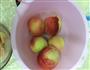 自制蜜桃罐头的做法图解1