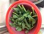 炒芥兰的做法图解1