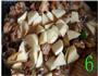 香辣土豆烧鸡块的做法图解6
