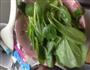 青菜肉胡萝卜小云吞—给不爱吃菜的孩子的做法图解4
